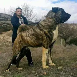 Giant & Powerful Turkish Kangal Shepherd Dog | Large Dog Breeds | Big Dogs Breeds | very cute dogs