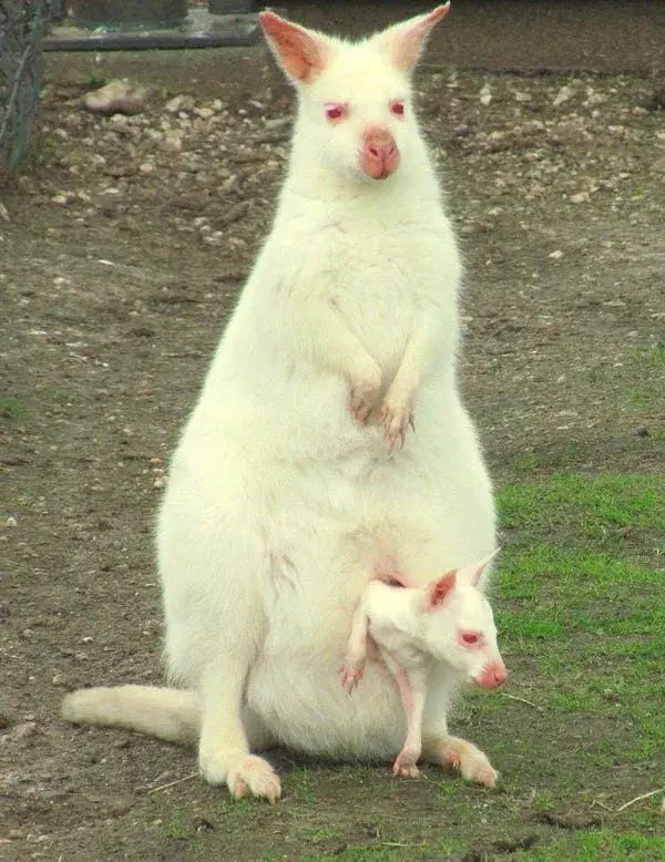 12 Extremely Rare Photos Of Albino Baby Animals