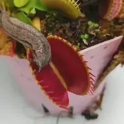 How a slug 🐌 escapes a venus fly trap.👏