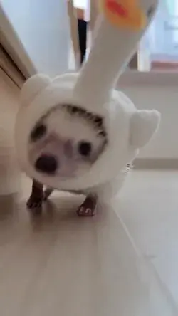 Hedgehog in cup.cute and funny hedgehog