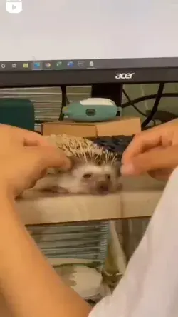 Bored hedgehog