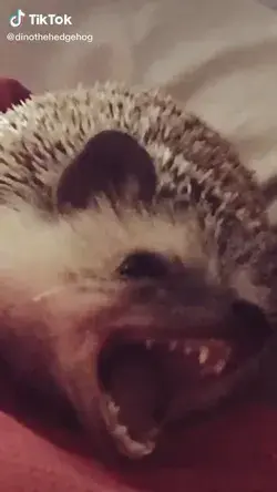 I love hedgehogs