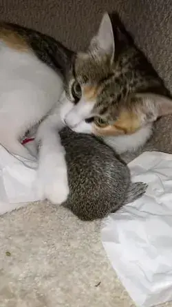 ❤️🐿️😽❤️🐿️😽❤️🐿️😽