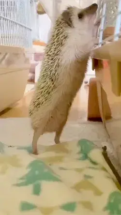 He is a naughty hedgehog