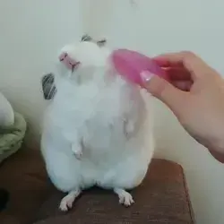 Little cutie getting groomed.