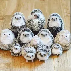 hedgehog in garden pet memes hedgehogs pet pets gifts pet portrait petting animals funny animal pics