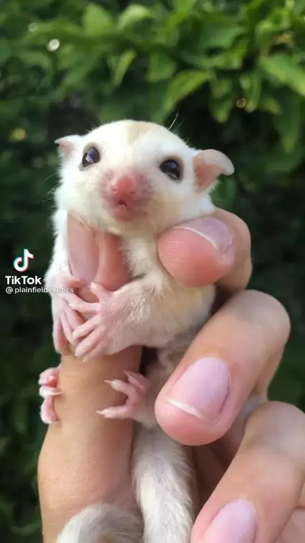 funny animal video pet sugar glider pet sugar glider cute animal pics pets animals pet gift pet meme