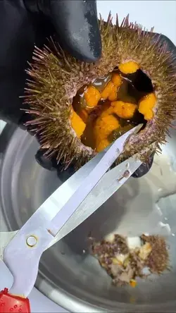 Have you ever had sea urchin? 😳🤷🏽‍♂️