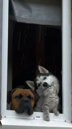 Animal friends are all trying to look out the window at the same time