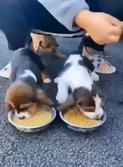 Cute little puppies