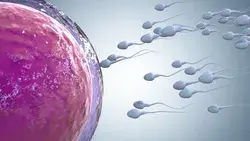 3d Rendering Sperm Fertilize with Stock Footage Video