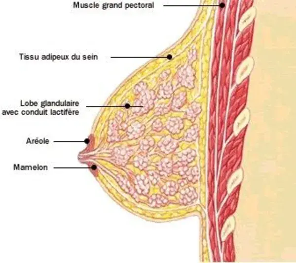 Female chest