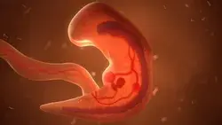 Human Fetus with Internal Organs, Stock Footage Video