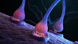 synapse neuron cells sending electrical chemical Stock Footage Video