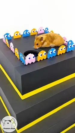 Hamster Maze Pac-Man