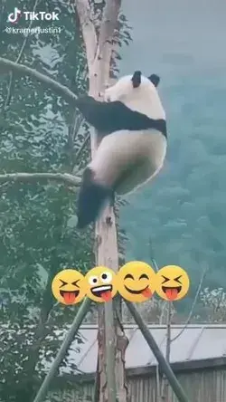 Panda gãi ngứa :)))