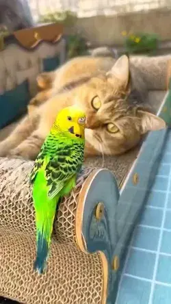 Watch a Cat and Lovebird's Heartwarming Bond