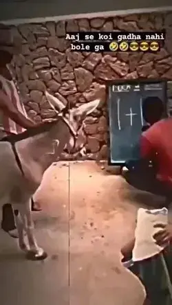 Smart 🤓 donkey 🫏