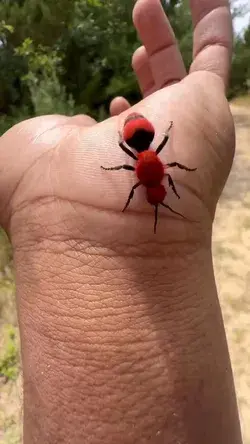 Eastern velvet Ant “Cow Killers” (Dasymutilla occidentalis) by thenaturewolf IG