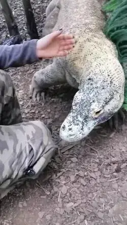 iguana_queen - Varanus Komodoensis ❤️ Padar #varanus #varanuskomodoensis  #varan #zookeeper #zoo