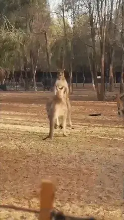 wow.. look, how the kangaroos fight !?