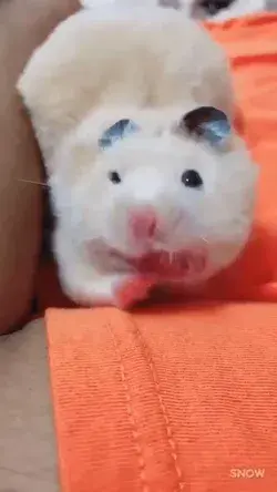 Hamster yawning