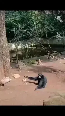 FUNNY VIDEO 📹😂
Never mess with a porcupine