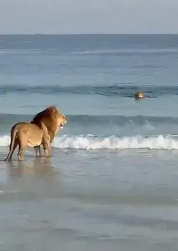 Lions at the beach