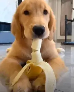 He love bananas