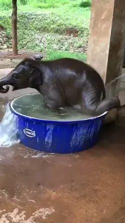 Baby Elephant