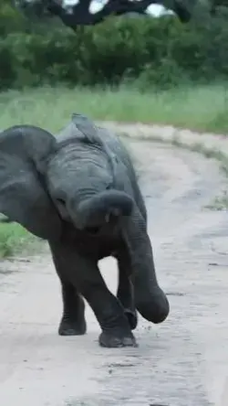 Cute Baby Elephant 😍😍