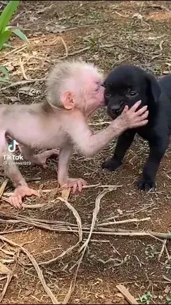 Dog and monkey best friends