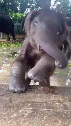Sweet little baby elephant wants an apple