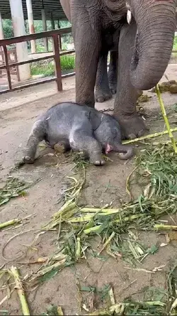 Sleeping baby #elephant #baby