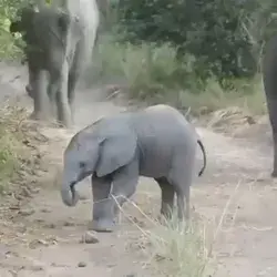 Elephant calf practicing its charge.
