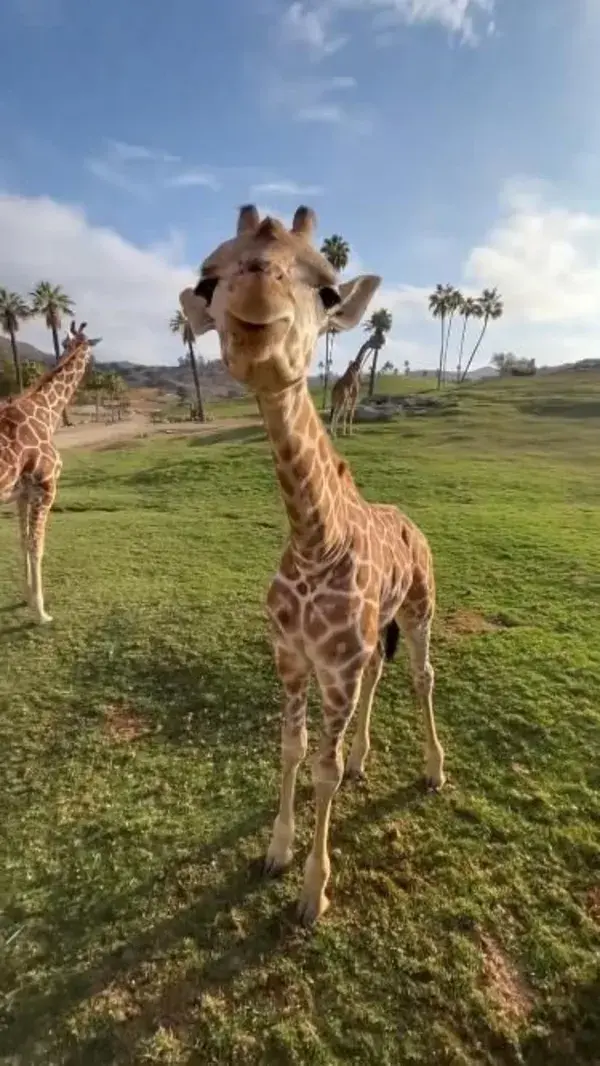 Well good morning to you too, sir! 🦒 IG - 📽 @sdzsafaripark