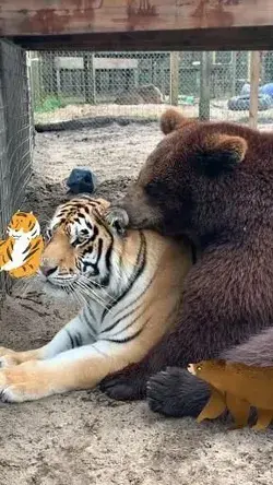 🙄...🐻💓🐯