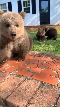 Unbearable cute 🥰 nobledays.com