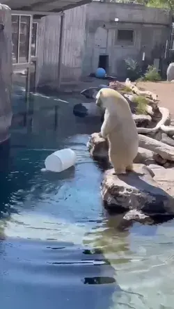 Polar bear having fun. Polar bear in captivity