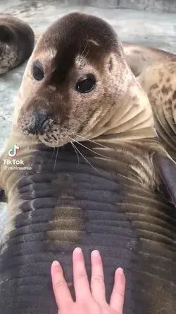 Seal