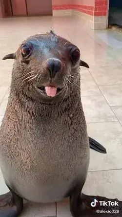 cute seal