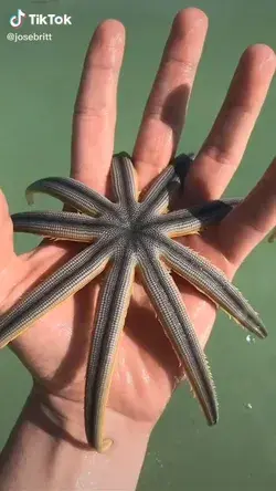 Starfish Aesthetic | 9 Armed Sea Star | Starfish Facts