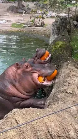 hippopotamus