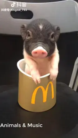 Cute Pig