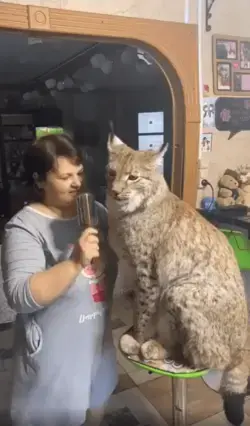 Brave Russian Woman Brushes And Smooches A Huge Siberian Lynx In Viral Video