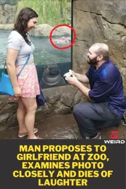 Man Proposes To Girlfriend At Zoo, Examines Photo Closely And Dies Of Laughter