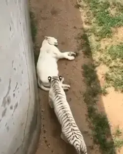 White tigers play with each other