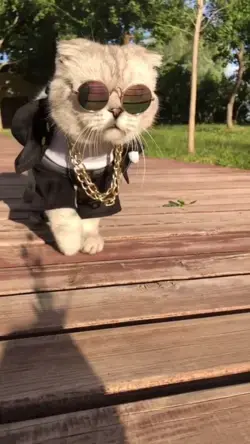 I'm a fashion cat - Funny Cat Video