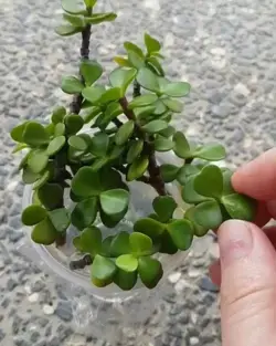 Propagating baby Jade succulents 😊🌿