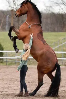 6 Best Horse Exercises #horsecare